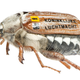 Illustration for article titled When the Insect Army invades, it will bring bee-mounted guns and beetle tanks